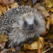 Juvenile hedgehog in autumn. Picture: Colin Varndell
