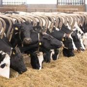 First feed additive for enviromental benefits to be authorised in the UK
