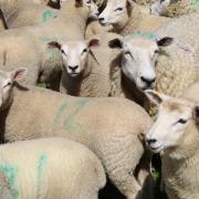 Sheep were allegedly chased by an out of control dog in Wiltshire (file photo).