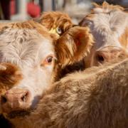 Sedgemoor Livestock Market report for Monday, November 9