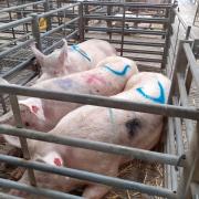 Pigs at Exeter market