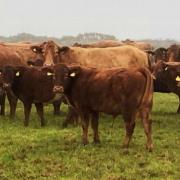 A grand sale of 100 cattle on behalf of Gwealavellan Partners