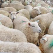 Sheep in pen, stock image