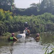 The horse being rescued from the river. Picture: Somerton Fire Station