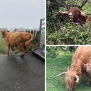 Nine cows have been gifted to Eggardon Hill farm following the death of pregnant Highland cow, Gladys.
Pictures: Gladys Law