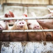 Pigs and piglets are being culled