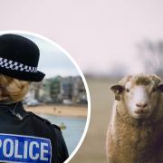 A new awareness campaign is being launched to encourage residents and countryside visitors to help fight rural crime and livestock theft in Devon.