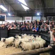 Goose Fair Sheep Sale in 2019