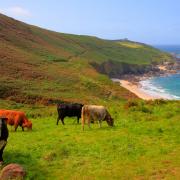 Cows grazing at Portheras Cove in Cornwall