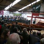 Tavistock Livestock Centre. Picture: Stags
