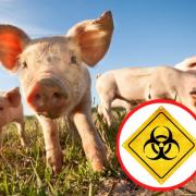 African Swine Fever has been found in Germany, Belgium, Romania and Poland