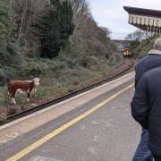 The cow on the line as the train can be seen approaching the station  Picture: Harry Guyver-Cole