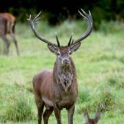 Ian Liddell-Granger wants Government cash for TB study in red deer on Exmoor