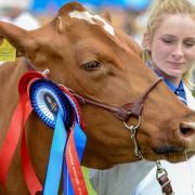 The Royal Cornwall Show starts today