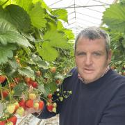 WINTER STRAWBERRIES: John Downes, managing director at Global Berry