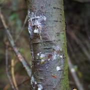 Phytopthora pluvialis lesions on a tree stem. Picture: Forest Research