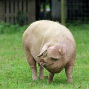 A Lop pig. PIcture: Linda Trotman