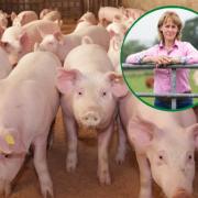 NFU President MInette Batters spoke about the pig crisis when she addressed the NFU conference