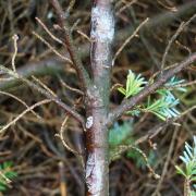Resinous cankers on a small branch. Picture: Forest Research
