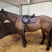 The horse had to be euthanised after the accident. Picture: Gloucestershire Police