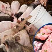 Pig farmers are currently losing tens of thousands of pounds per week