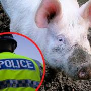 The pigs were stolen from a farm in the Ibberton area. Picture: Palmount45