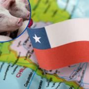 UK can now export pork to Chile