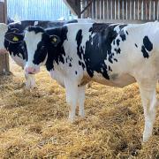 The Hensbridge herd dispersal sale saw an excellent overall average