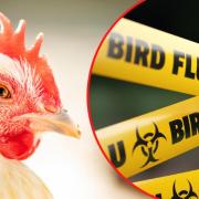 Bird flu has been confirmed at a second site in Devon