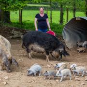 Michelle Burley-Hodge with the wooly Mangalitzas