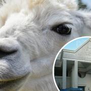 The couple claimed refunds worth £100,000 for an alpaca trekking business and mixed farm in Somerset