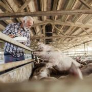 Tesco has annouonced increased support for British pig farmers