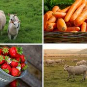 People must buy British food to help farmers says NFU. Pictures from Pixabay