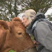 Bernard’s wife Rosemary with one of their South Devon steers