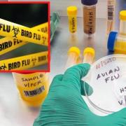 The new consortium plans to develop strategies to tackle bird flu