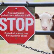 Defra 'comprehensively failing' to protect against threat of animal diseases