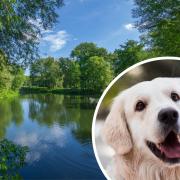 Dog walkers are being warned about the risk of blue green algae to their pets