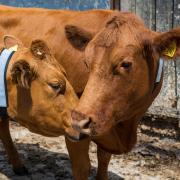 It is hoped the neckbands will make livestock more visible to vehicles and help prevent road traffic collisions