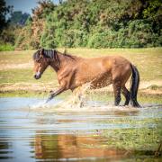 Horses will need constant access to clean water and shade in the extreme temperatures