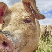 A contraction in the breeding herd is expected, leading to a 6 per cent fall in UK pig meat production