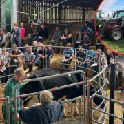 Crowds gather for the on farm sale at Crewkerne