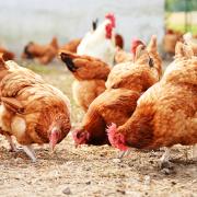 An insect ‘mini farm’ was introduced onto the egg farm to feed the hens
