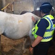 The horse, which is recovering well, with an officer. Picture: Dorset Police Rural Crime Team