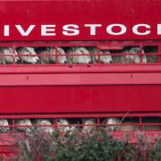 UK law requires livestock vehicles to be ventilated to keep temperatures below 30°C
