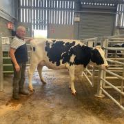 Geoff Morgan with the record-breaking heifer