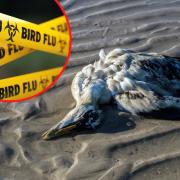 Dead and sick birds should be reported via the Defra hotline 03459 335577