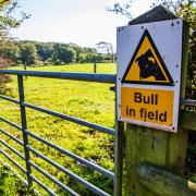 Both walkers and farmers can act to reduce the risk of harm from livestock