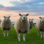 NADIS reminds sheep farmers that there is a high risk of fly strike at present