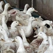 Some of the injured ducks. Picture: Allarburn Farm Shop