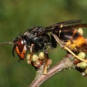 An Asian hornet. Picture: British Beekeepers Association